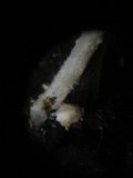 Coprinus bellulus image