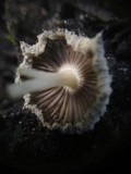 Coprinus bellulus image