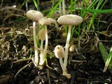 Coprinus bellulus image