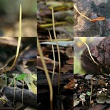 Typhula phacorrhiza image