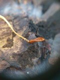 Typhula phacorrhiza image