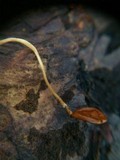 Typhula phacorrhiza image