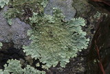 Flavoparmelia baltimorensis image