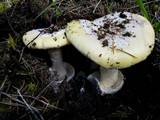 Amanita vernicoccora image