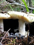 Amanita vernicoccora image