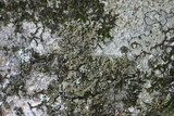 Phaeophyscia rubropulchra image