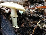 Amanita augusta image