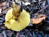 Suillus caerulescens image