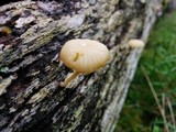Lichenomphalia umbellifera image