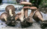 Cleistocybe vernalis image