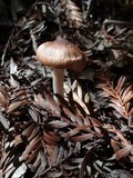 Hygrocybe colemanniana image