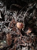 Hygrocybe colemanniana image