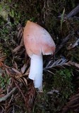 Hygrocybe calyptriformis var. calyptriformis image
