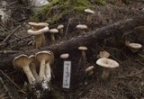 Cleistocybe vernalis image