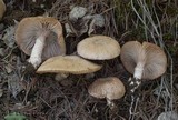 Cleistocybe vernalis image
