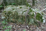 Phaeophyscia rubropulchra image