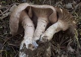 Cleistocybe vernalis image