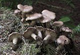 Cleistocybe vernalis image