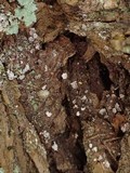 Propolis leonis image