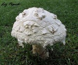 Amanita praeclara image