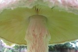 Amanita praeclara image