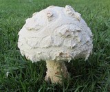 Amanita praeclara image