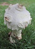 Amanita praeclara image