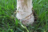 Amanita praeclara image