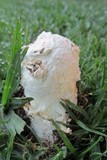 Amanita praeclara image