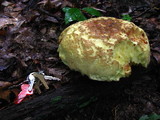 Boletochaete bicolor image