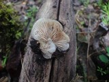 Crepidotus mollis image