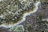 Porpidia albocaerulescens var. albocaerulescens image
