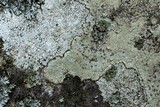 Porpidia albocaerulescens var. albocaerulescens image
