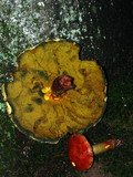 Boletochaete bicolor image