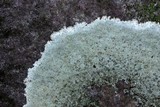 Porpidia albocaerulescens var. albocaerulescens image