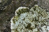 Porpidia albocaerulescens var. albocaerulescens image