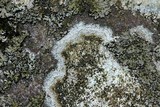 Porpidia albocaerulescens var. albocaerulescens image