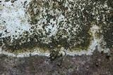 Porpidia albocaerulescens var. albocaerulescens image