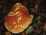 Boletochaete bicolor image