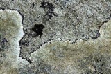 Porpidia albocaerulescens var. albocaerulescens image