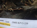 Lachnum virgineum image