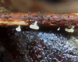 Lachnum virgineum image