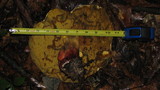 Boletochaete bicolor image