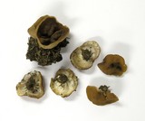 Discina ancilis image