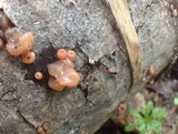 Craterocolla cerasi image