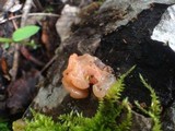 Craterocolla cerasi image