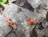 Craterocolla cerasi image