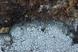 Aspicilia cinerea image