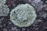 Aspicilia cinerea image