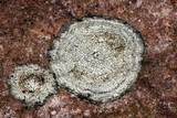 Aspicilia cinerea image